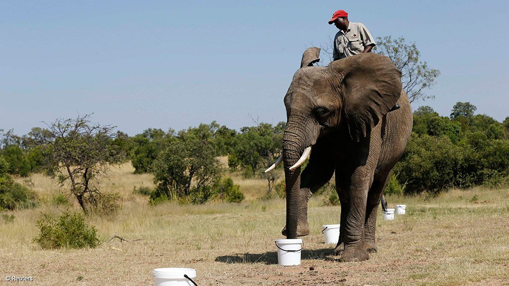 Botswana auctions permits to hunt elephants to ease human-wildlife conflict