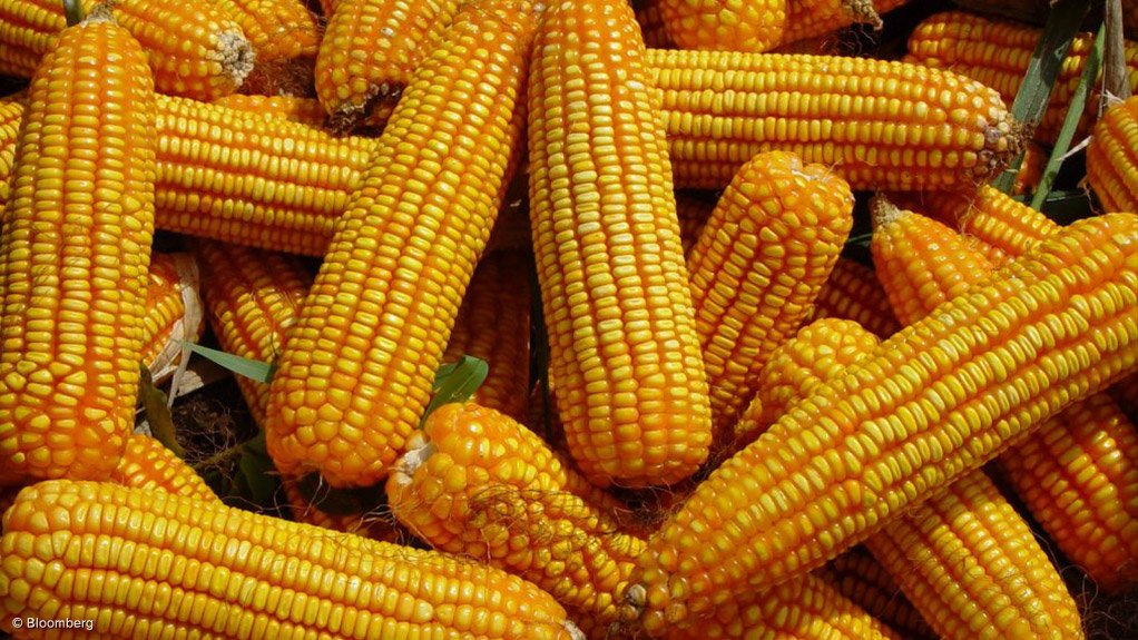 South Africa is expected to have a bumper maize crop this year