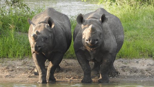 Black rhino population doubles owing to concerted conservation