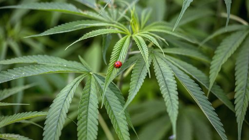  Cabinet approves cannabis law amendment