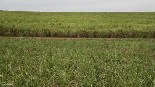 Sugarcane farmers to invest R640 million into small-scale grower development 