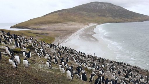Penguins cover a hillside in on Saunders Island, Falklands.