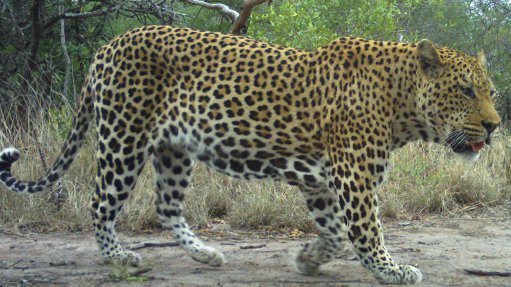 A Leopard photographed by one of the research cameras