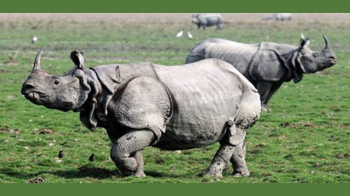 The Greater one-horned (or Indian) rhinoceros is now totally dependent on protected areas for its survival
