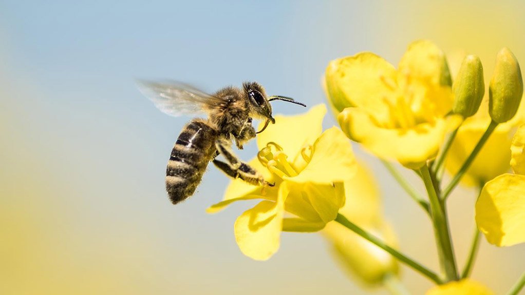 Fair Cape brings in bees to pollinate canola on cattle farm