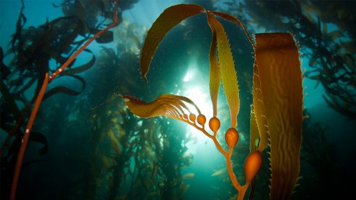 Kelp Blue kelp farm 