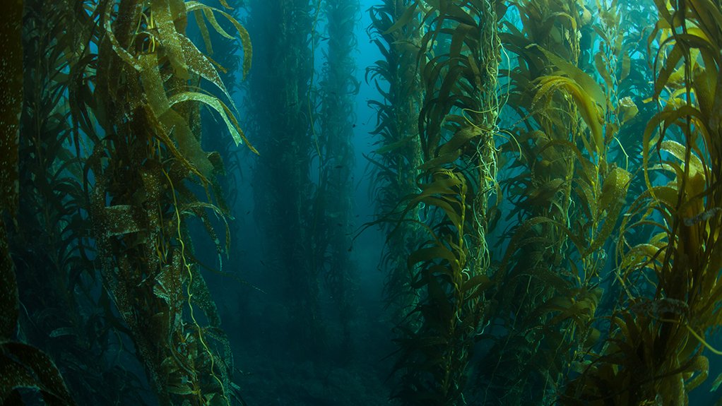 Fund managers start ball rolling on large-scale kelp farm off Namibian coast