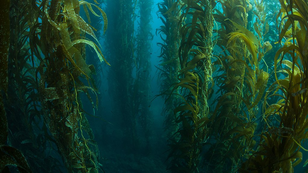 Fund managers start ball rolling on large-scale  kelp farm off Namibian coast