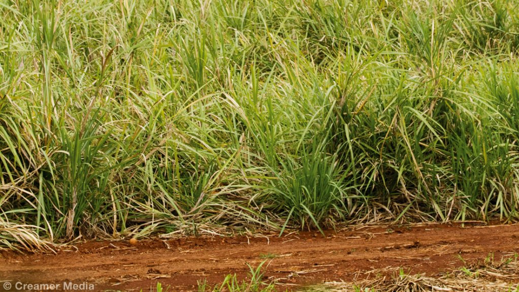 A sugarcane plantation