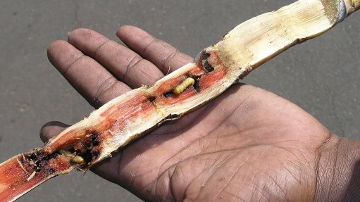 PESKY PROBLEM
The Eldana saccharina larvae bore into sugar cane and can ruin entire crops 