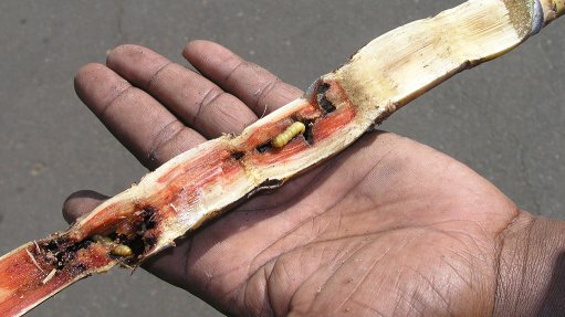 PESKY PROBLEM
The Eldana saccharina larvae bore into sugar cane and can ruin entire crops 