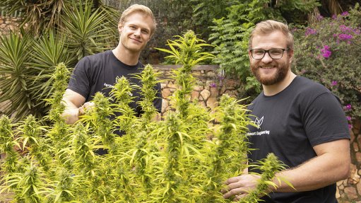 Two Wits students focus on agritech for cannabis industry