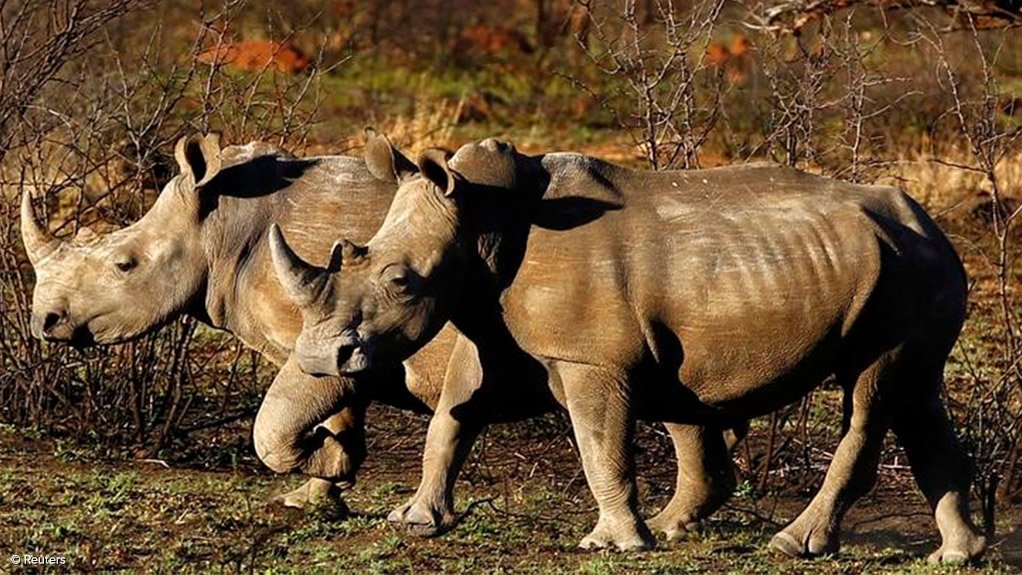 South African researchers hope to deter rhino poachers with radioactive markers