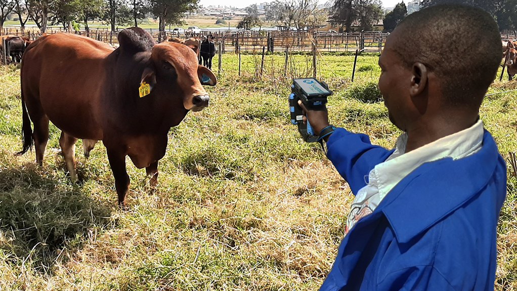 Blockchain-based e-livestock supply chain traceability  system launched in Zimbabwe
