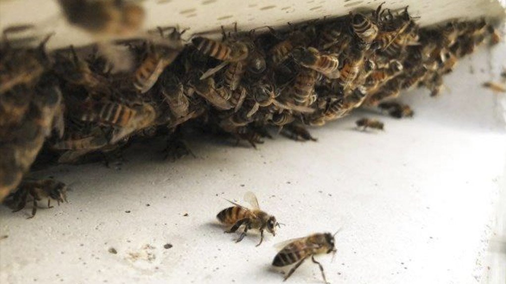 Unique beehive construction with Pratliperl®
