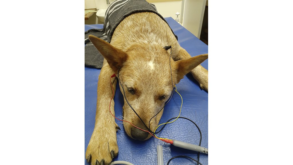 An image of a dog's hearing being tested using the UFI BAERCOM device acquired by the Onderstepoort Veterinary Academic Hospital.