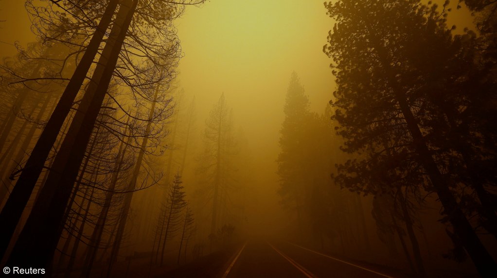 An image showing trees burnt down in a wildfire in North America.