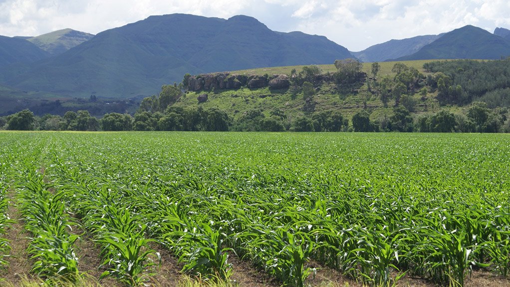 Eastern Cape maize farm