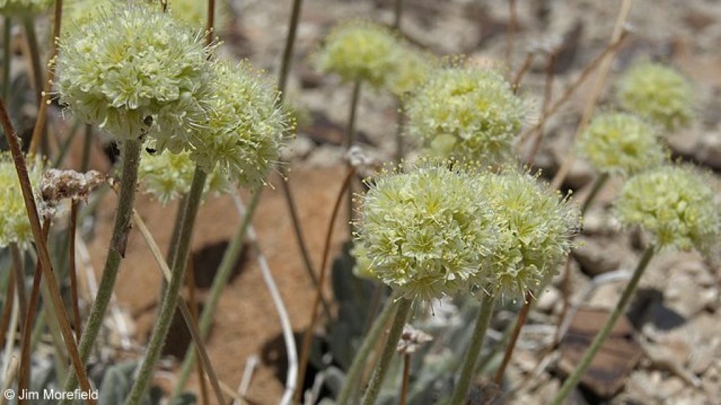 An image of Tiehm's buckwheat 