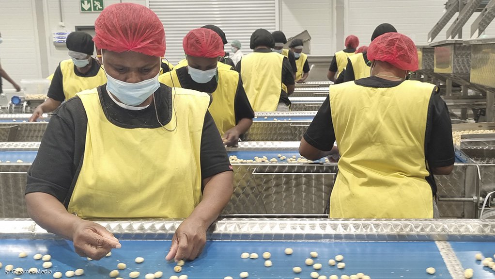 Marquis Macadamias Africa nut processing