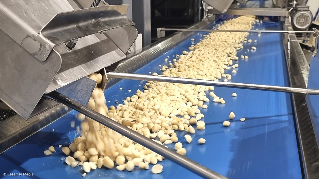 Marquis Macadamias nut processing at its factory in Alkmaar