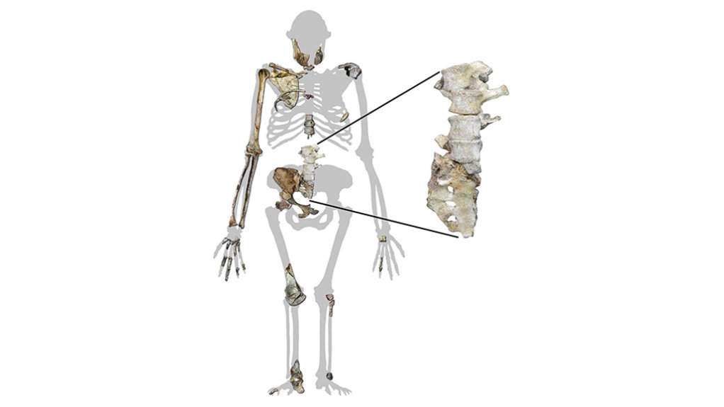 An Australopithecus sediba silhouette showing the newly-found vertebrae along with other skeletal remains from the species

