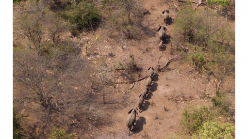 Study finds best method for drones to observe elephants with least impact