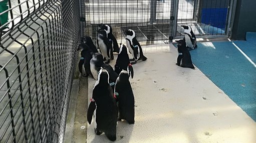 SANCCOB's Penguin Rescue