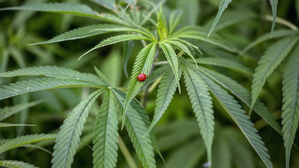 Cannabis plant 