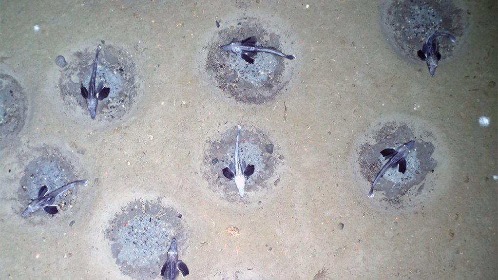 A photo of a breeding colony of notothenioid icefish