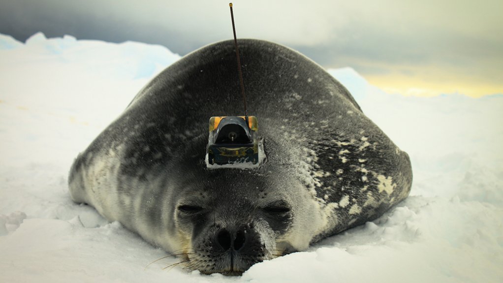 A photo of a Weddell seal