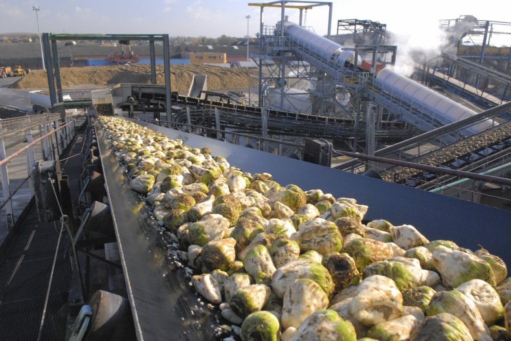 Image of sugar beet in a sugar plantation