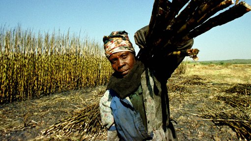 A photo of a sugar cane farmer holding a crop of sugar cane