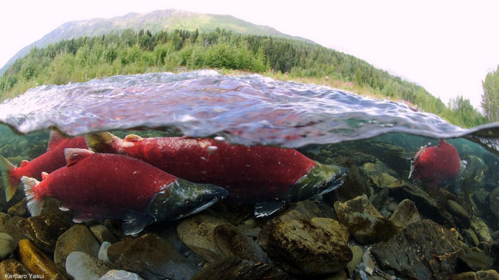 An image of sockeye salmon