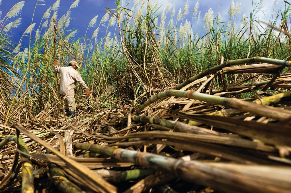 An image showing a man harvesting sugarcane 