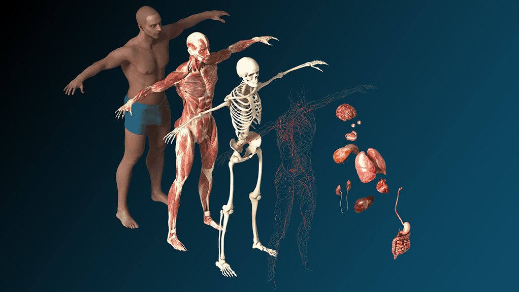 An image of the human body
