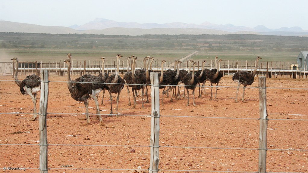 Image of the ostriches