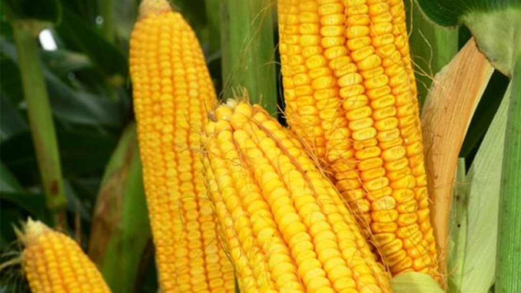 Image of maize to illustrate that Corteva Agriscience has introduced PowerCore technology to South Africa’s maize farmers