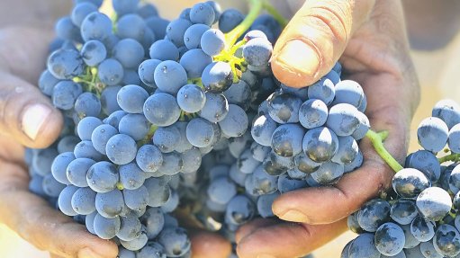 Wine grape harvest smaller than 2021, but above five-year average