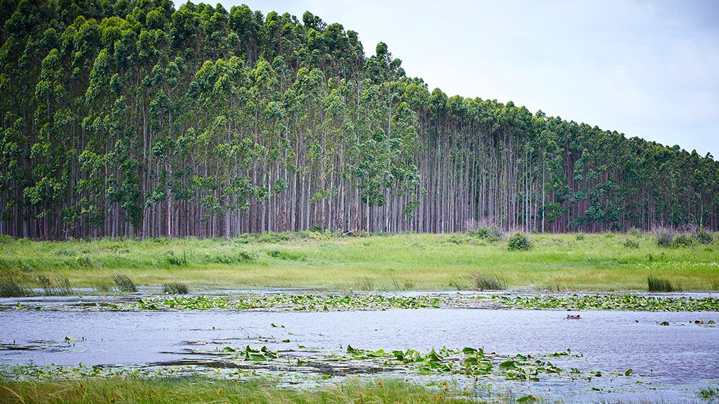 An image of Mondi's wetland conservation in South Africa