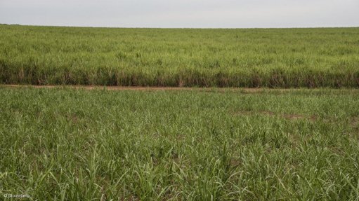 Canegrowers’ transformation and industry future-proofing successes recognised by Parliament
