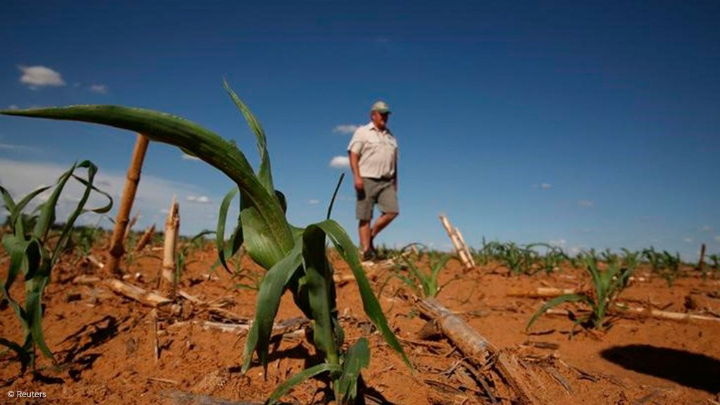 Maize farm