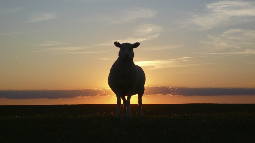 Lamb silhouette