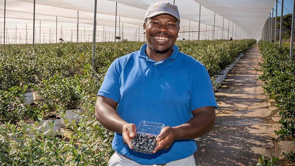 Blueberries being grown as part of community development.
