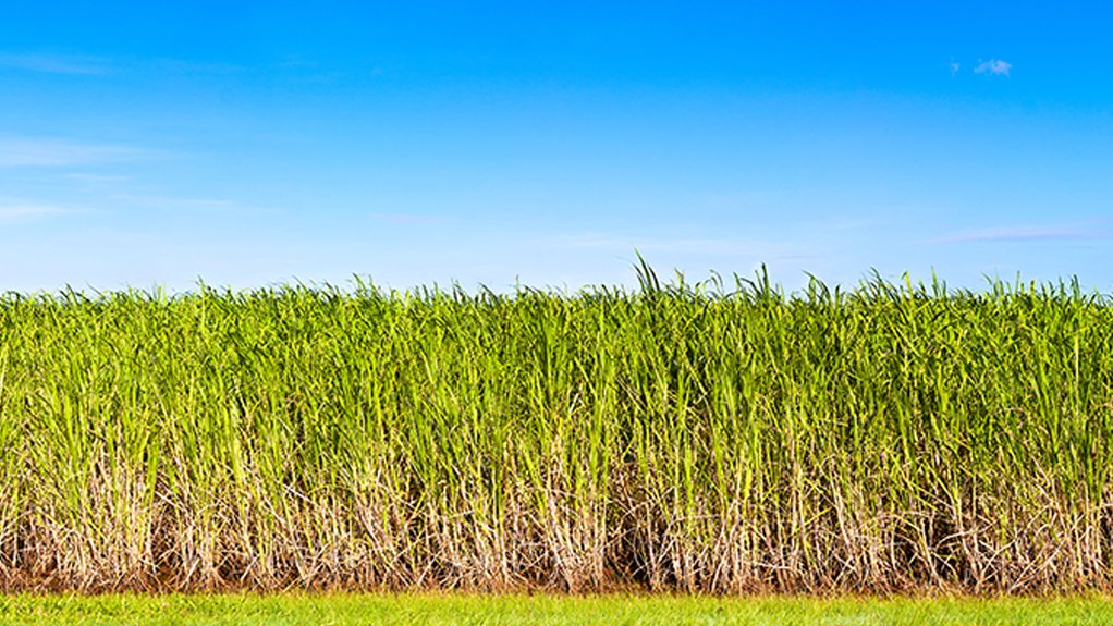 An image of a sugar cane plantation