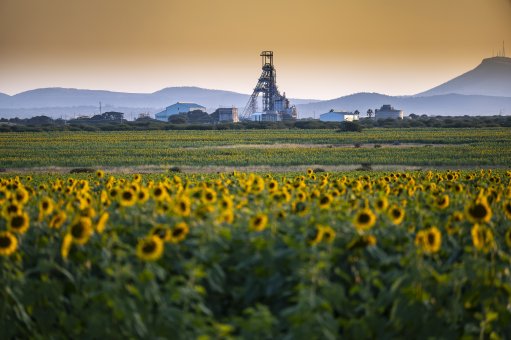 A field of sunflowers at the Implats shaft 1 complex in South Africa