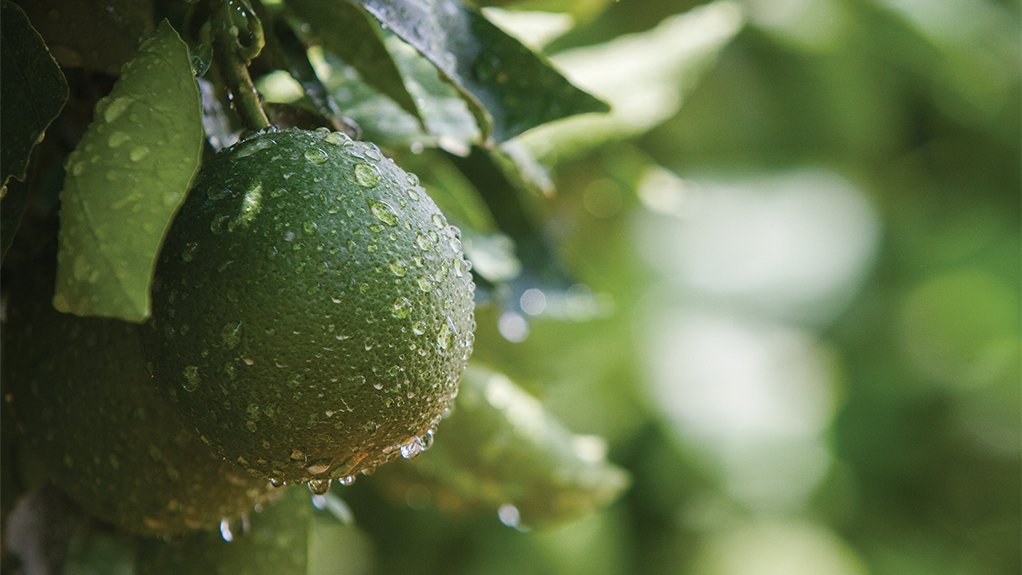 An image of citrus growing 