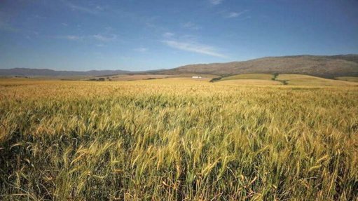Fields of wheat in Caledon