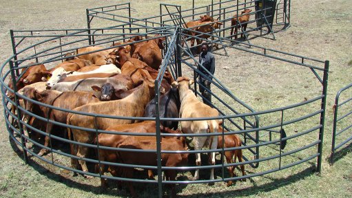 Image of cattle in a circular forcing pen from Tal-Tec 