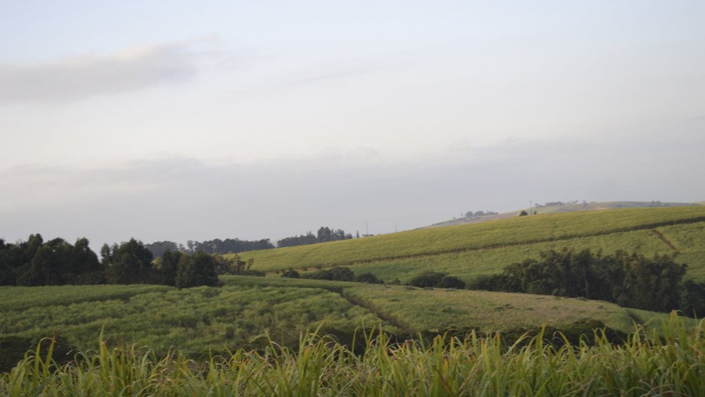 Sugarcane fields in South Africa